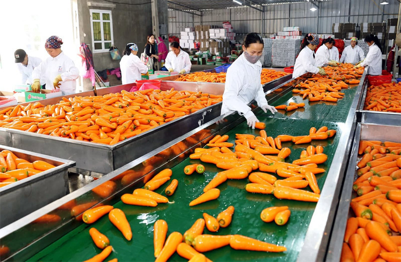 Thống trị đầm lầy thu 2 triệu USD, ông chủ núi đồi giắt túi 30 tỷ