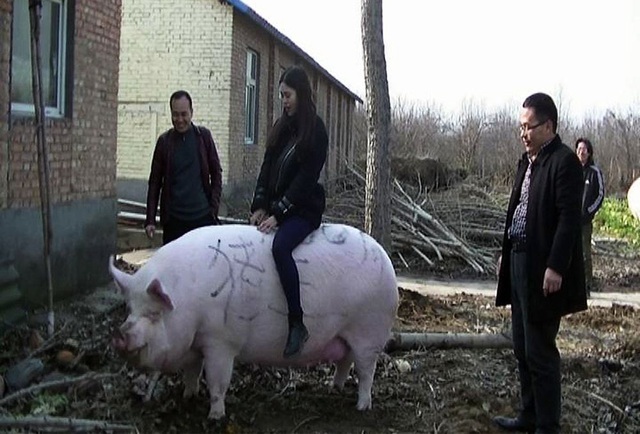 Khan hiếm thịt, Trung Quốc quyết nhân giống lợn 'siêu to khổng lồ'