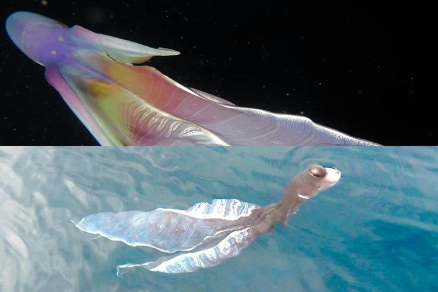 Chuyên gia hải dương học nói về con vật lạ giống tà áo dài ở biển Phú Quý
