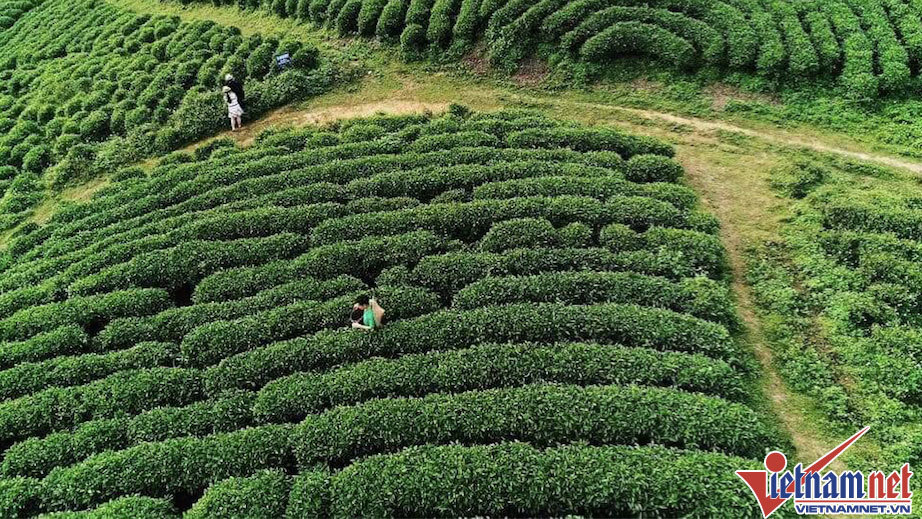 'Cõng chè', 'cõng' cả ánh sáng về giúp bản làng ấm no