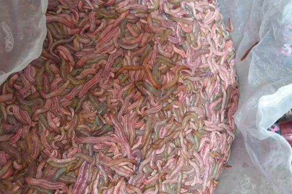 Havesting sandworm in Vietnam