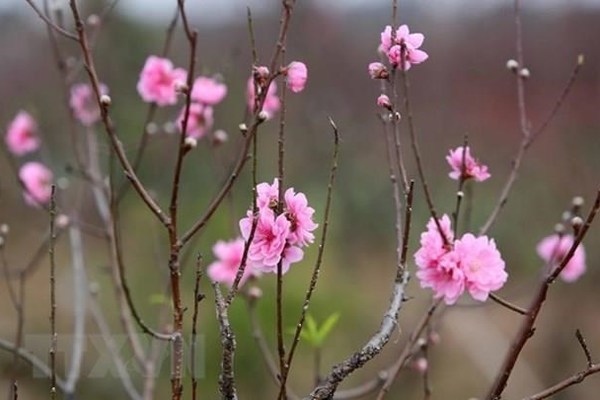 Lunar New Year holiday 2020 in Vietnam to last seven days