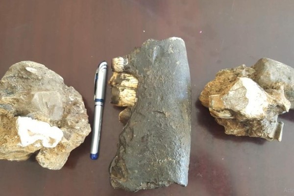 Rhino fossils discovered at Phong Nha-Ke Bang National Park