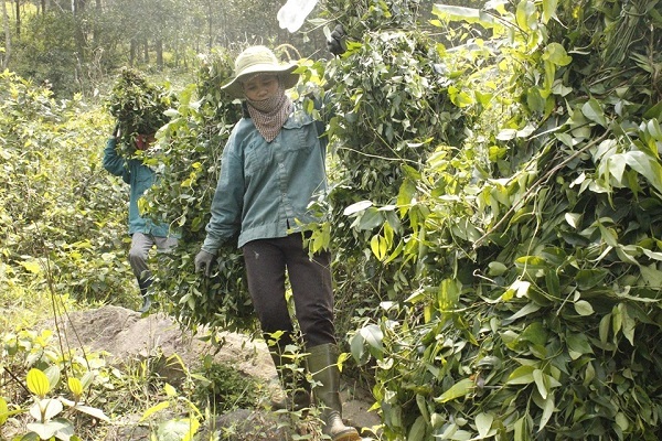 'Bà đỡ' cho sản phẩm nông thôn tiêu biểu