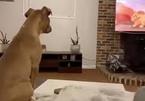 Video chú chó 'khóc' khi xem bộ phim hoạt hình yêu thích khiến nhiều người ngạc nhiên