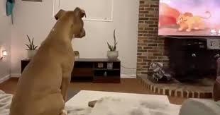 Video chú chó 'khóc' khi xem bộ phim hoạt hình yêu thích khiến nhiều người ngạc nhiên