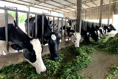 Cuộc “cách mạng” ngành chăn nuôi lần 2, làm hàng chất lượng hướng tới xuất khẩu