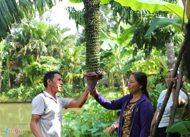 Buồng chuối trổ hơn 350 nải