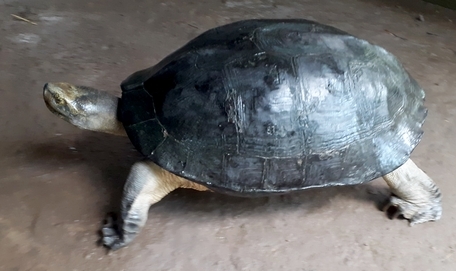 Vĩnh Long: Đang nhổ bông súng đụng trúng cụ rùa 'khổng lồ' nặng 8kg
