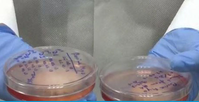 Thịt cấy từ phòng thí nghiệm Nga với giá hơn 14.000 USD