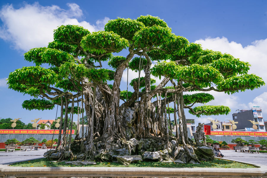 'Siêu cây' trị giá 20 triệu USD, người Nhật trả không bán