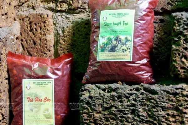 Lai Chau preserves ancient Shan Tuyet tea tree