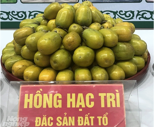 Chuyện thú vị quanh những cây hồng tiến vua sắp tuyệt chủng ở Phú Thọ