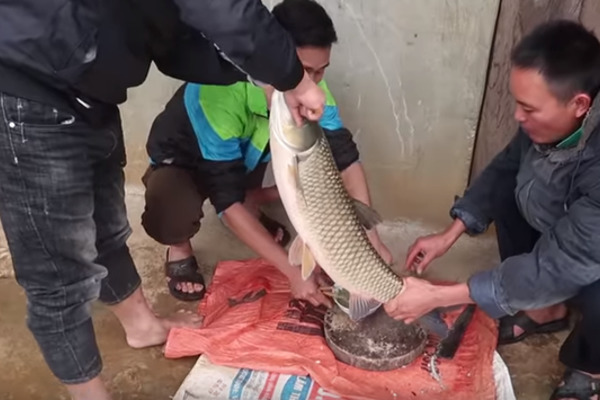 Raw fish blood pudding challenge in northwestern Vietnam