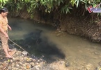Viwasupco thừa nhận có váng dầu tại đầu nhà máy nước sông Đà
