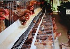 Domestic chicken industry faces stiff competition from imports