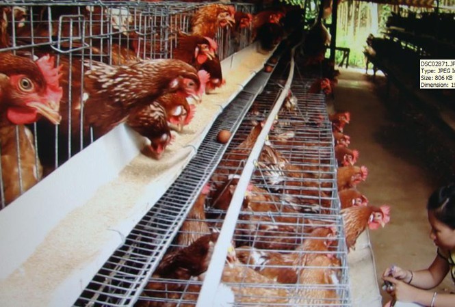 Domestic chicken industry faces stiff competition from imports