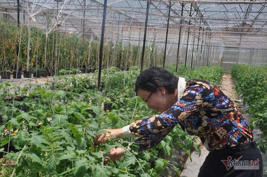 Trồng cà chua hữu cơ góp phần phát triển kinh tế địa phương