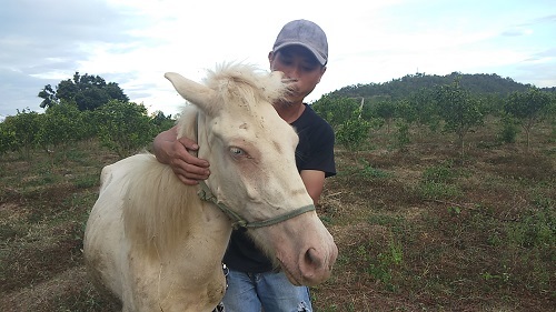 Gia Lai: Đàn ngựa mắt đỏ hàng tỷ trên 'ốc đảo' của trai 8X