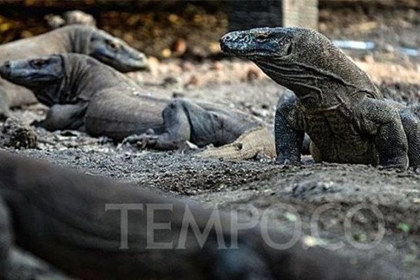 Indonesia to build museum dedicated to Komodo dragons