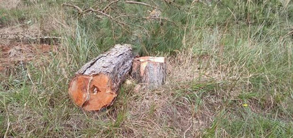 Another forest destruction case detected in Lam Dong Province