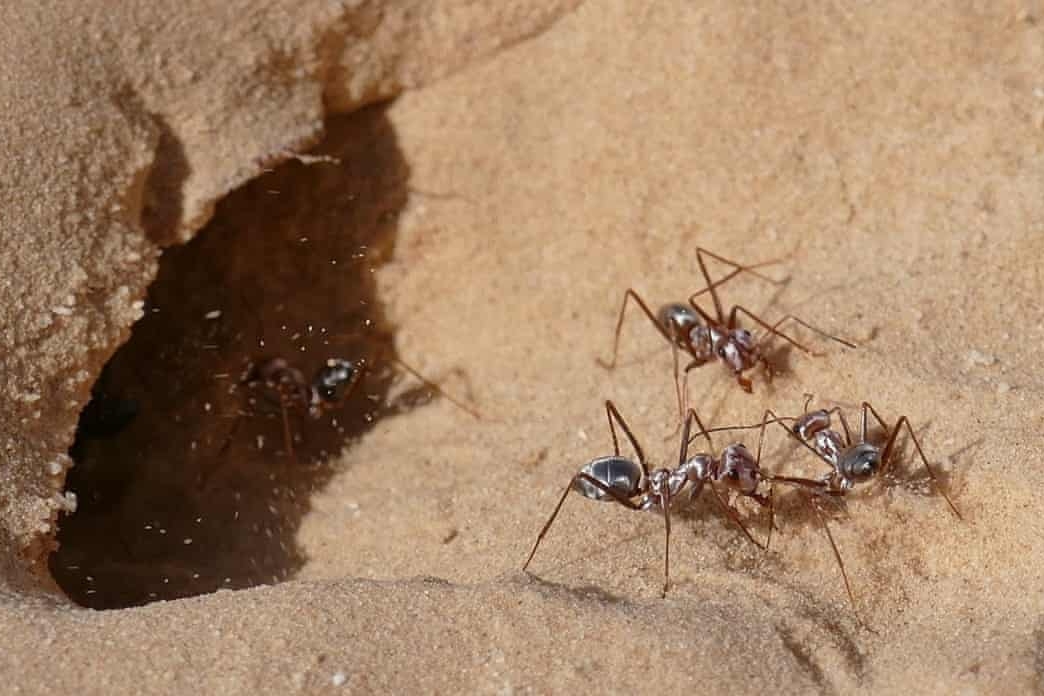 Phát hiện loài kiến di chuyển nhanh nhất thế giới