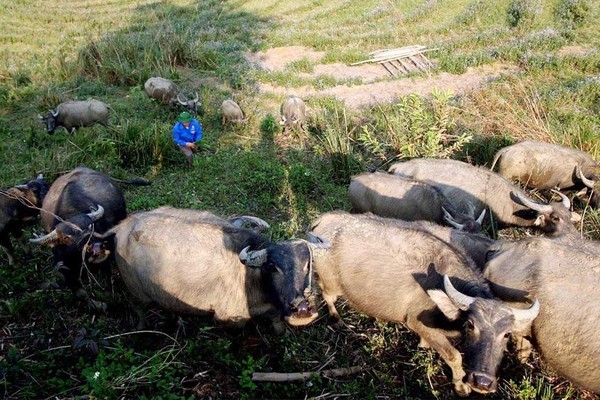 Thủ phủ thuốc phiện thành cánh đồng dược liệu tiền tỷ ở Nghệ An