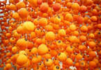 The making of dried persimmons in Da Lat