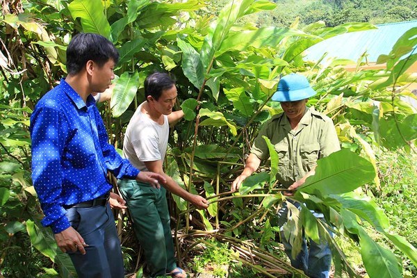 Bản biên giới thoát nghèo sau 1 năm trồng chanh leo ở Nghệ An