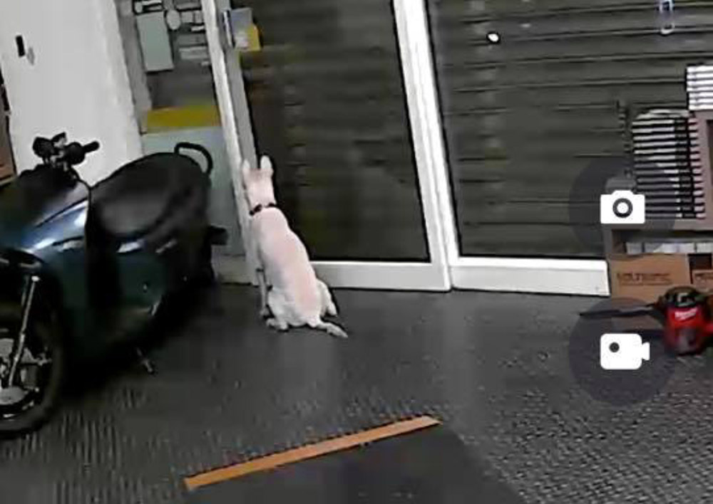 Lắp camera trong nhà, chủ phát hiện sự thật rơi nước mắt