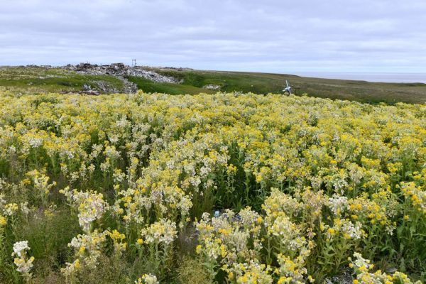 Bất ngờ lãnh nguyên Bắc Cực biến thành cánh đồng cỏ hoa rực rỡ