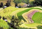 'Paradise' of terraced rice fields in Son La