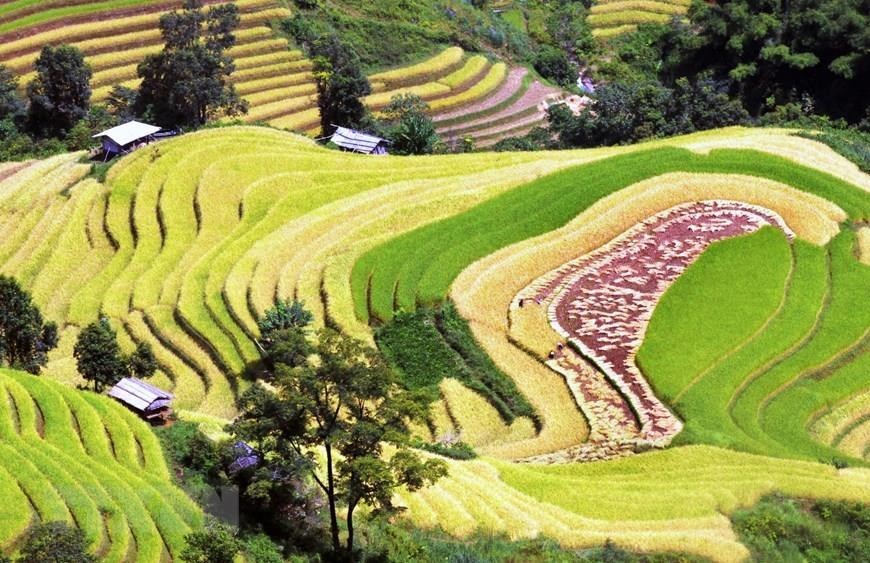 'Paradise' of terraced rice fields in Son La