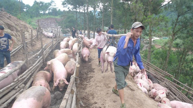 Cấm xuất lợn sang Trung Quốc, giải thích từ Bộ NN&PTNT