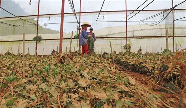Problematic: Experts call for regulation of Da Lat’s greenhouses