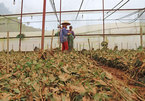 Problematic: Experts call for regulation of Da Lat’s greenhouses
