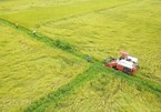 Mekong Delta gets bumper crop despite saline intrusion