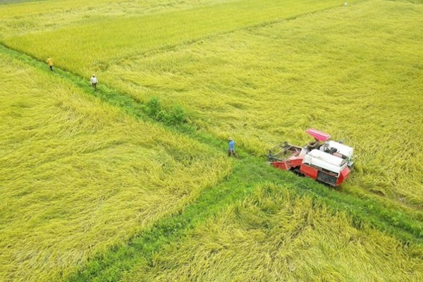 Mekong Delta gets bumper crop despite saline intrusion