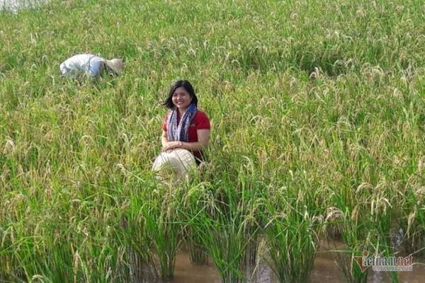 Cô gái 32 tuổi trồng lúa thảo dược thoát nghèo cho quê hương