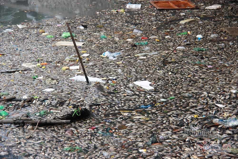 Cá chết kín hồ điều hoà ở Quảng Ninh, dọn cá không dọn rác