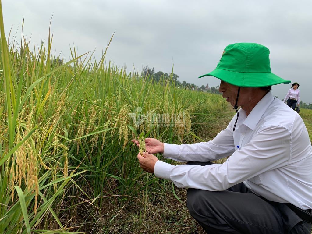 Miễn, giảm thuế sử dụng đất nông nghiệp: Tiếp sức cho chương trình XĐGN