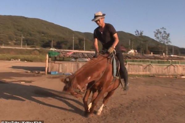 Chú ngựa láu cá giả vờ chết để 'trốn việc'