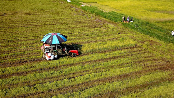 Land policies restrain Vietnam agricultural development