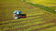 Land Policies Restrain Vietnam Agricultural Development