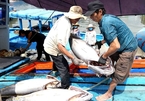 Vietnam works hard to combat illegal fishing