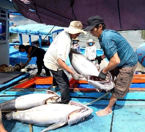 Vietnam works hard to combat illegal fishing