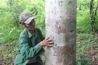 Van Kieu ethnic minority man protects the forest by taking it home