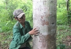 Van Kieu ethnic minority man protects the forest by taking it home