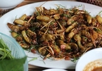 Dried milk cicadas: A must try dish for visitors to Son La
