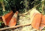 Rừng lim ở Quảng Bình bị phá, khởi tố nguyên trạm trưởng bảo vệ rừng
